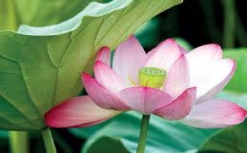 Của báu trong nhà 